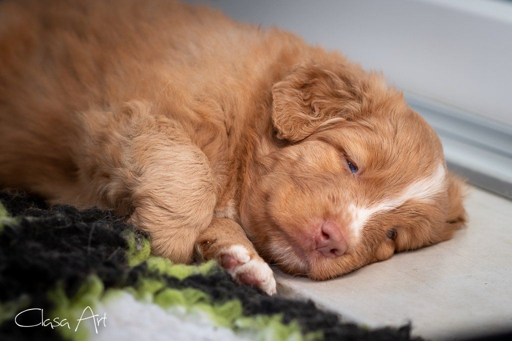 Passion And Fire NSDT Retriever