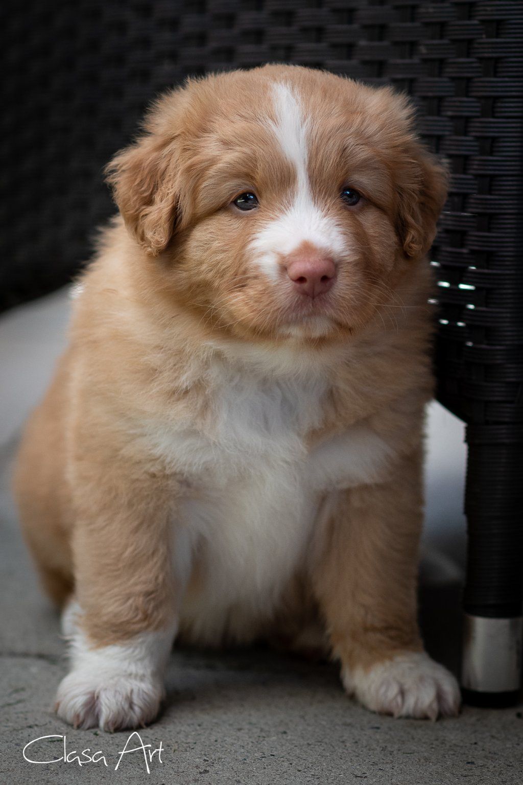 Passion And Fire NSDT Retriever