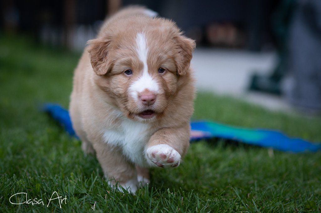 Passion And Fire NSDT Retriever