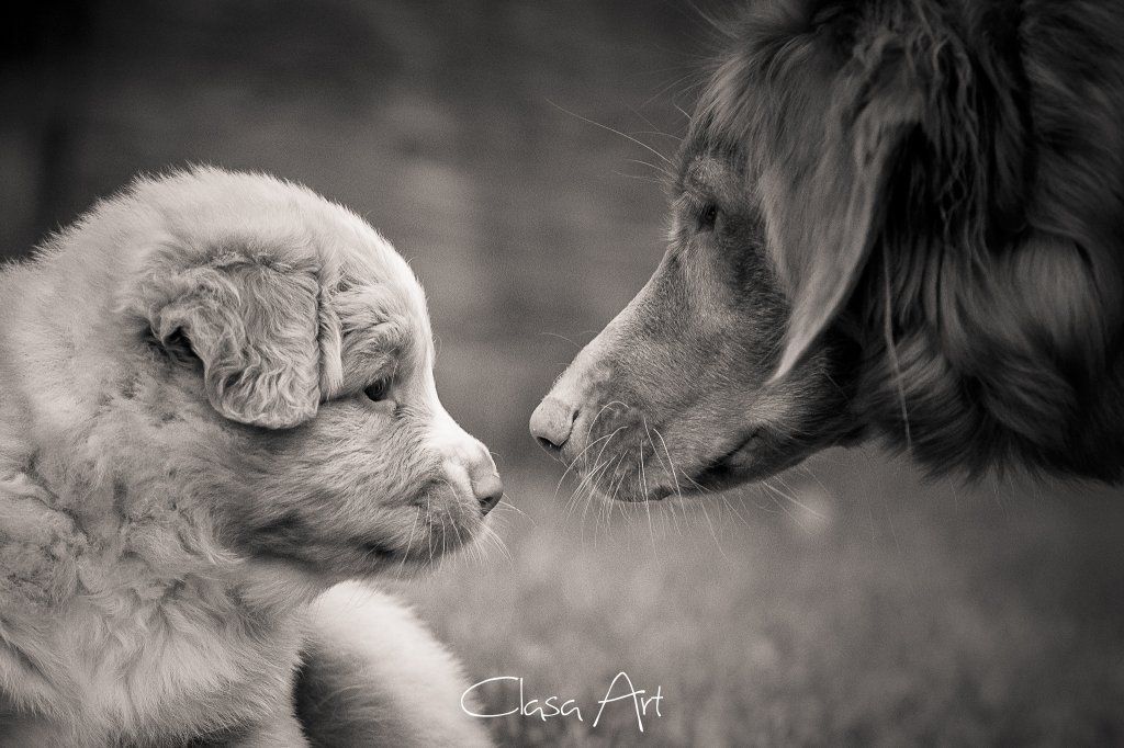 Passion And Fire NSDT Retriever