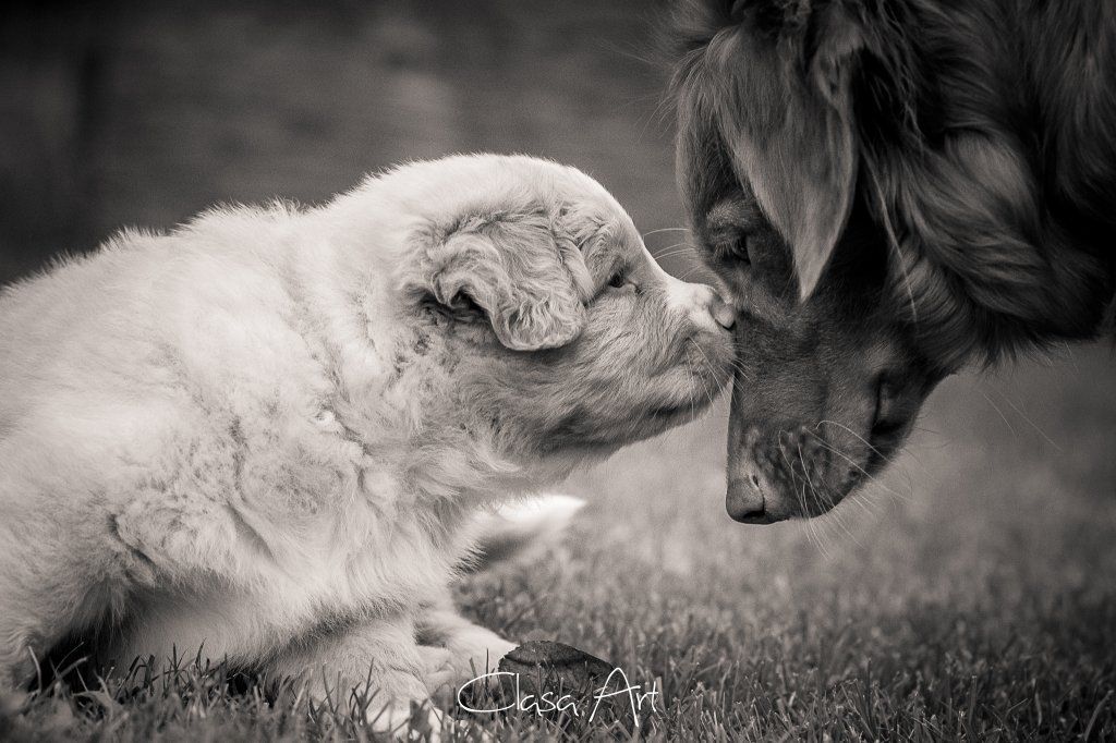 Passion And Fire NSDT Retriever