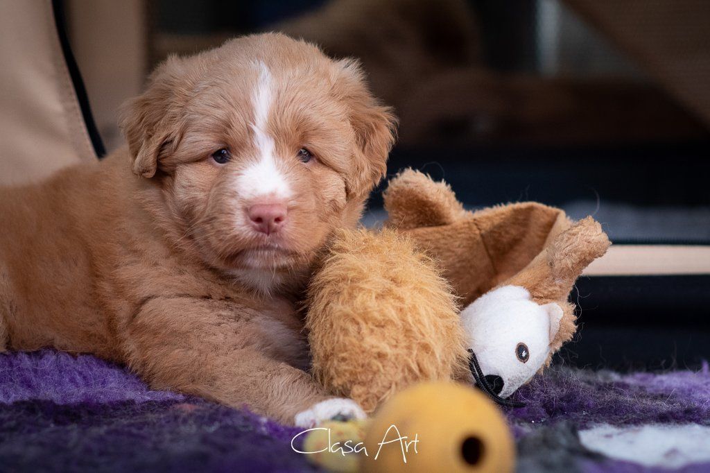 Passion And Fire NSDT Retriever