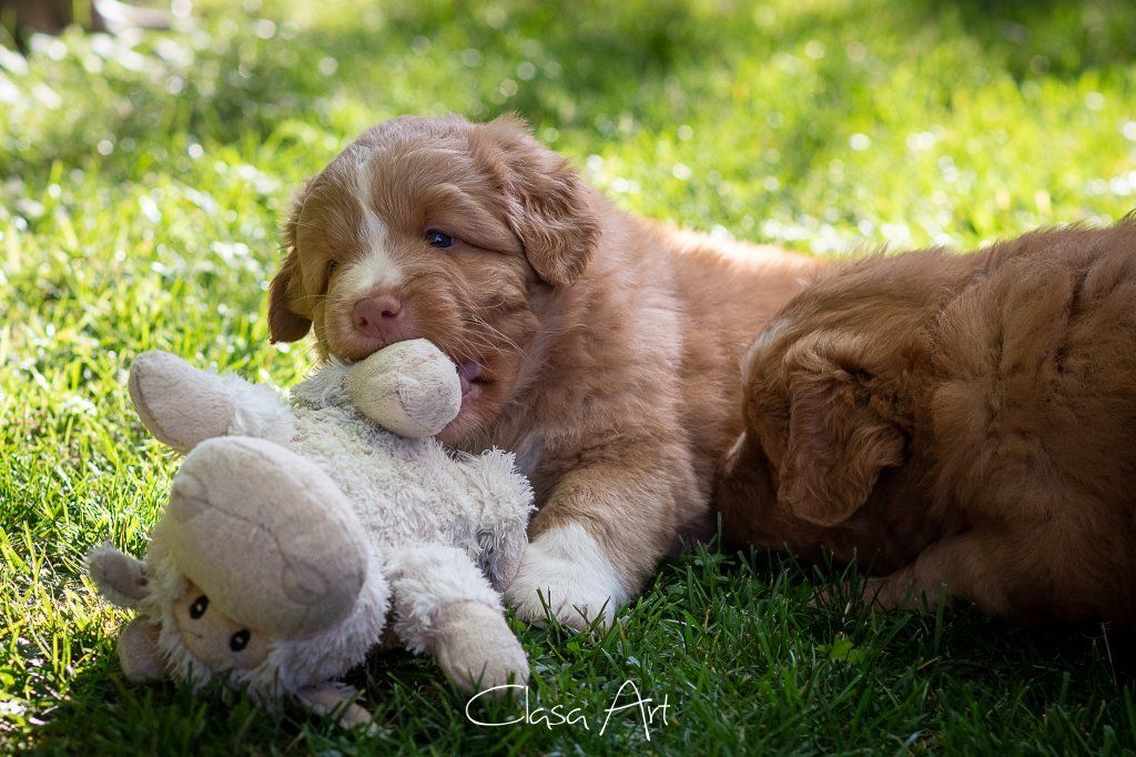 Passion And Fire NSDT Retriever