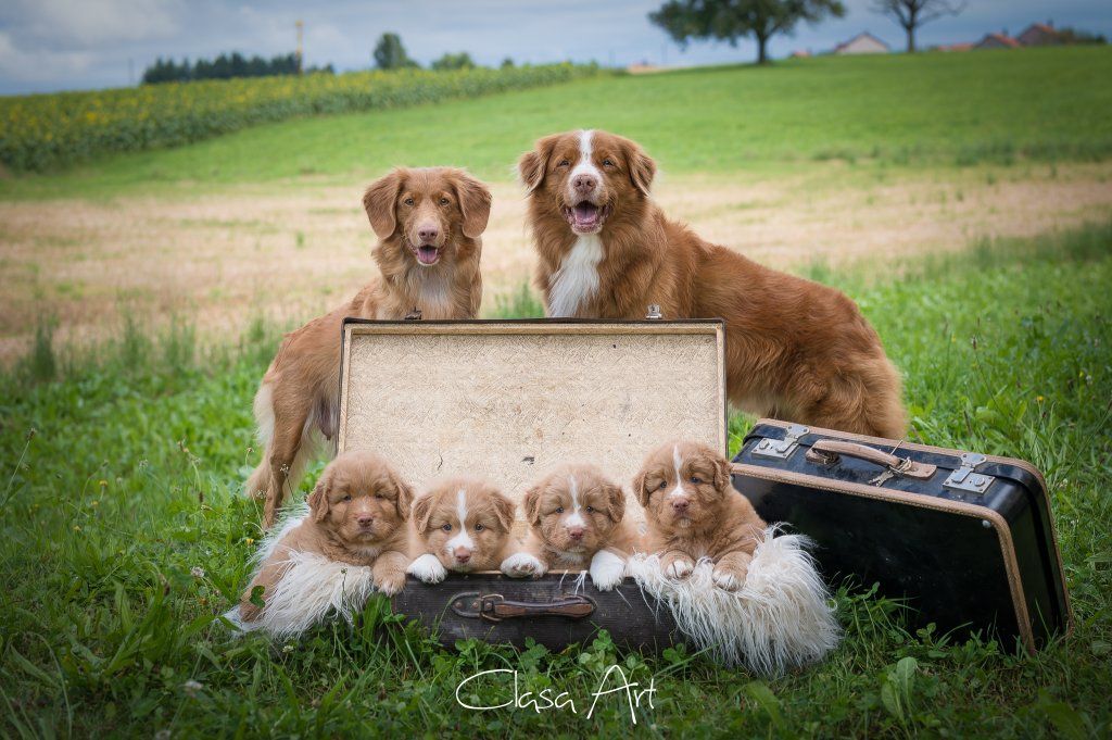 Passion And Fire NSDT Retriever