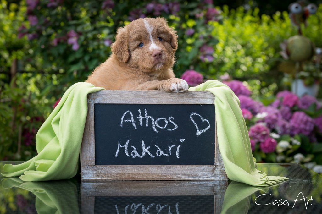 Passion And Fire NSDT Retriever