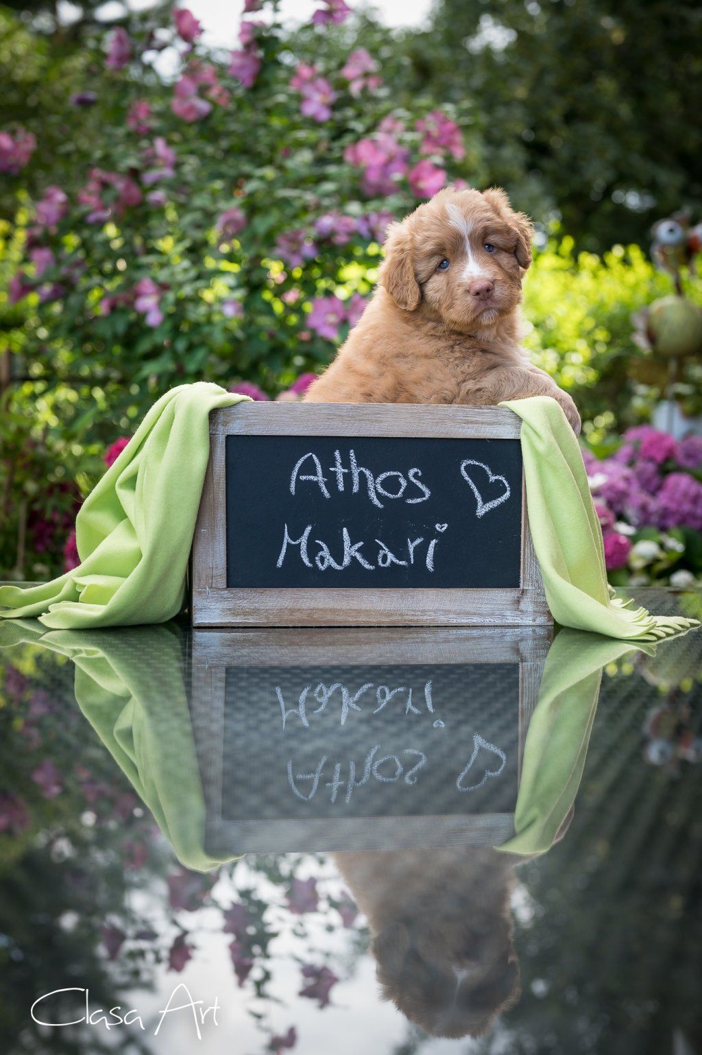 Passion And Fire NSDT Retriever