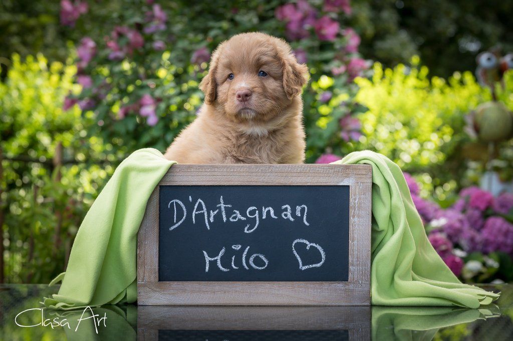 Passion And Fire NSDT Retriever