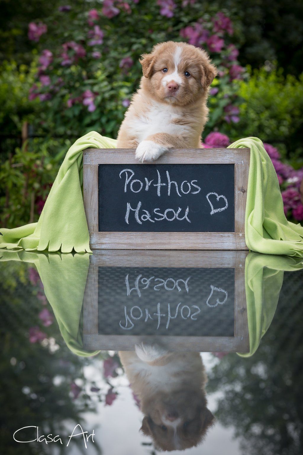 Passion And Fire NSDT Retriever