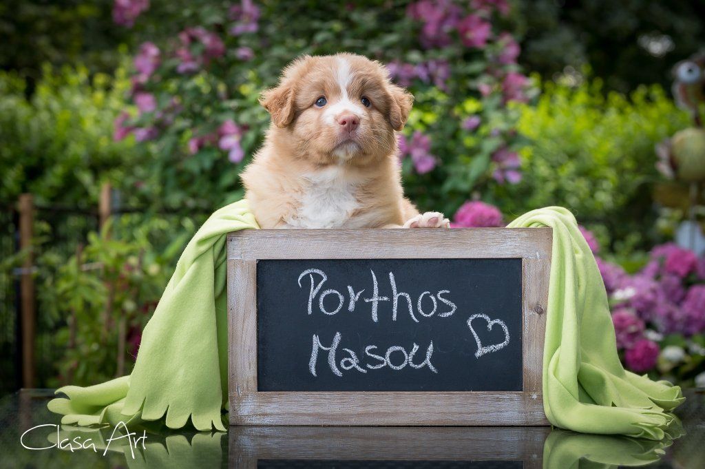 Passion And Fire NSDT Retriever