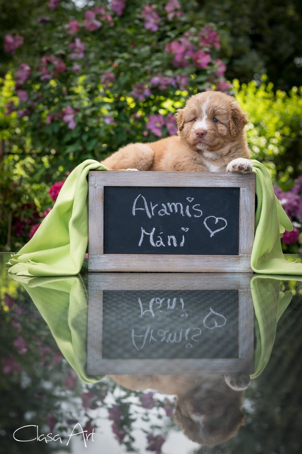 Passion And Fire NSDT Retriever