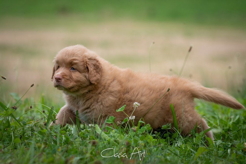 Passion And Fire NSDT Retriever