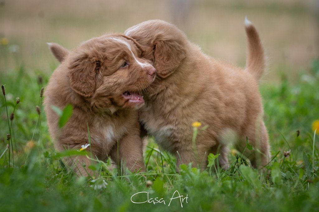 Passion And Fire NSDT Retriever