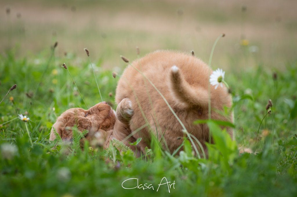 Passion And Fire NSDT Retriever