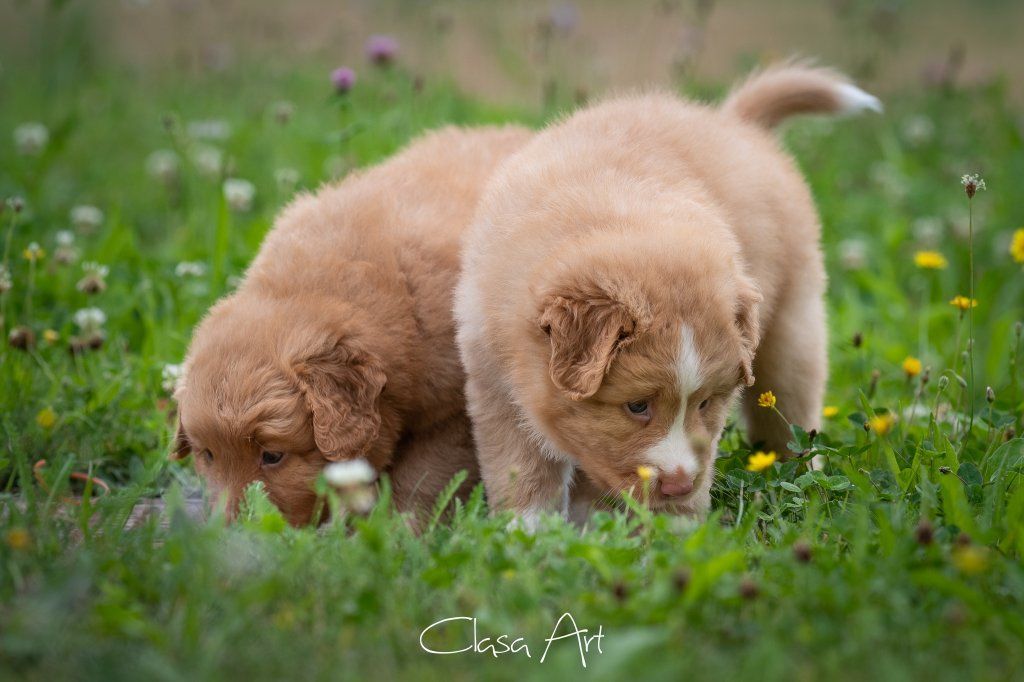 Passion And Fire NSDT Retriever