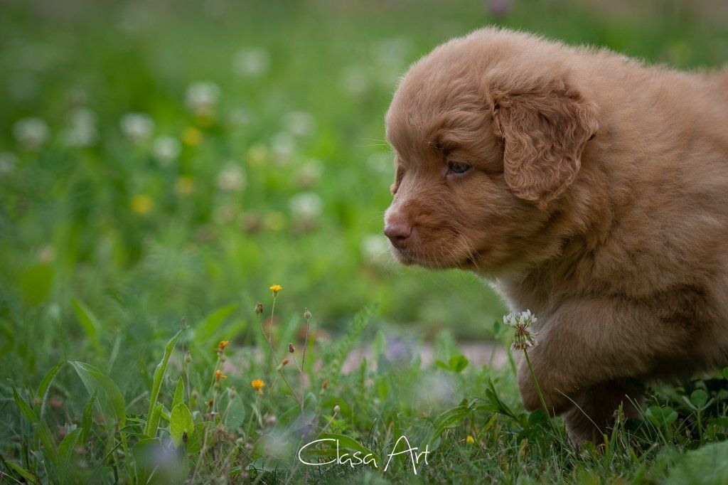 Passion And Fire NSDT Retriever