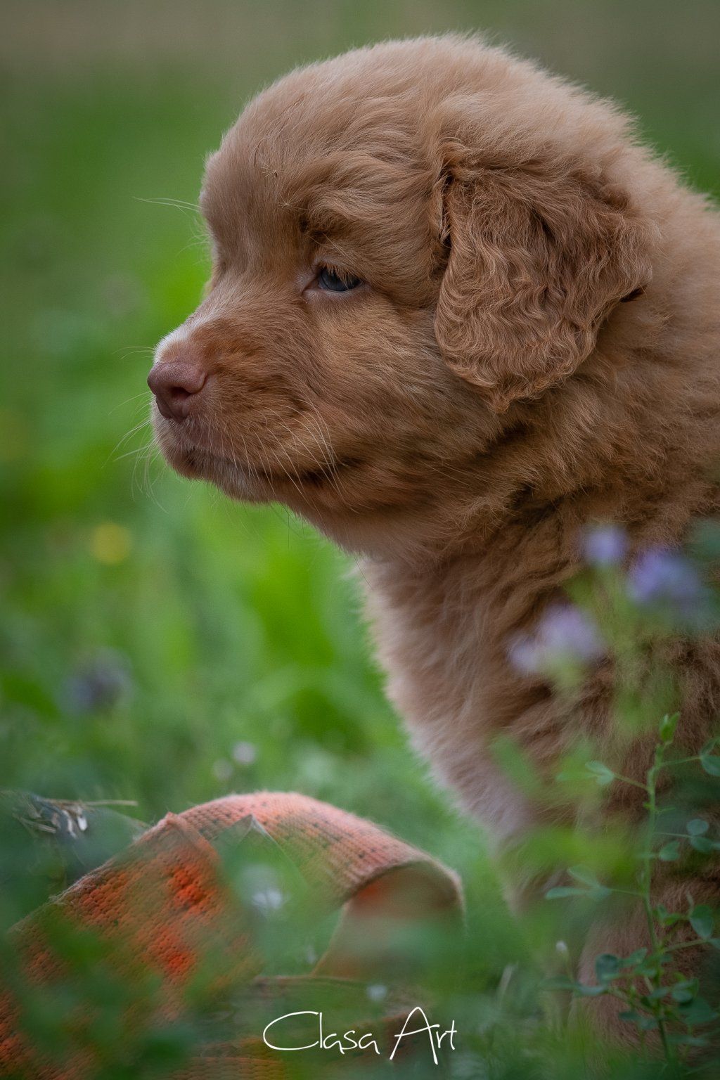 Passion And Fire NSDT Retriever