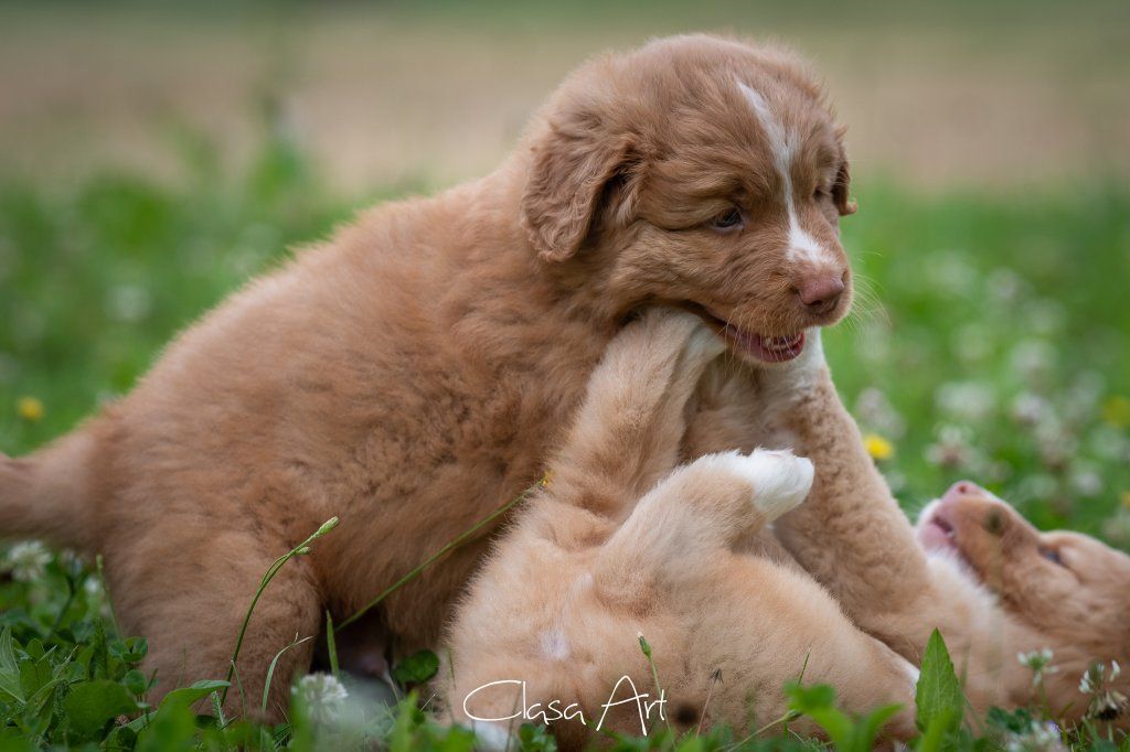 Passion And Fire NSDT Retriever