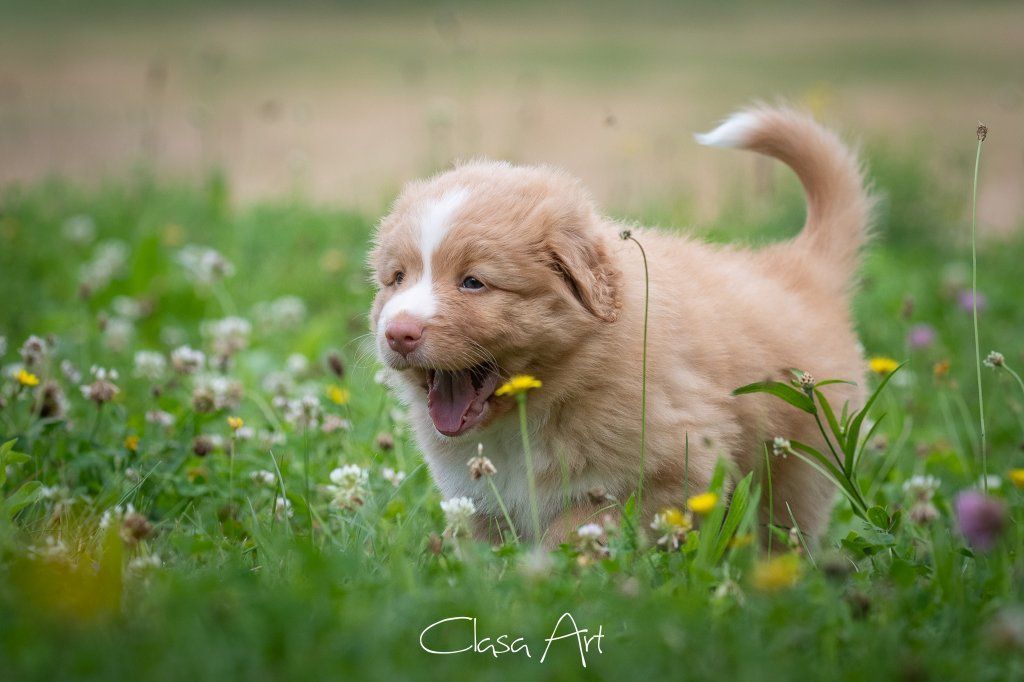 Passion And Fire NSDT Retriever