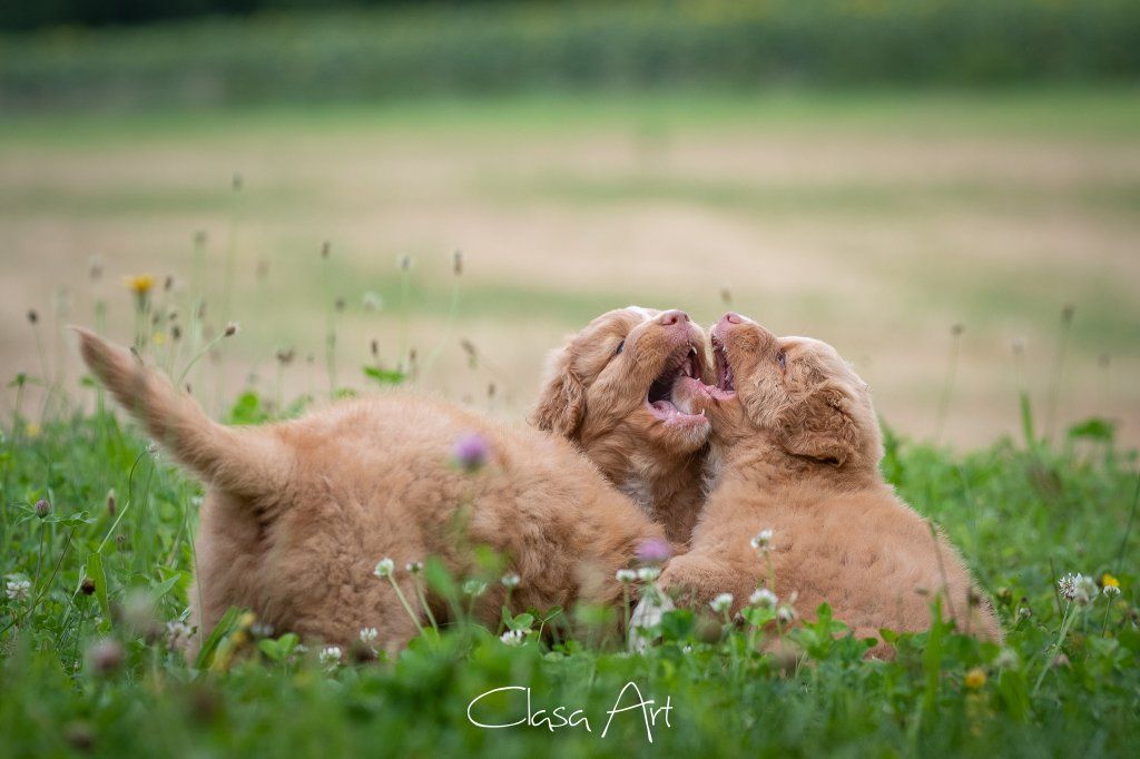 Passion And Fire NSDT Retriever