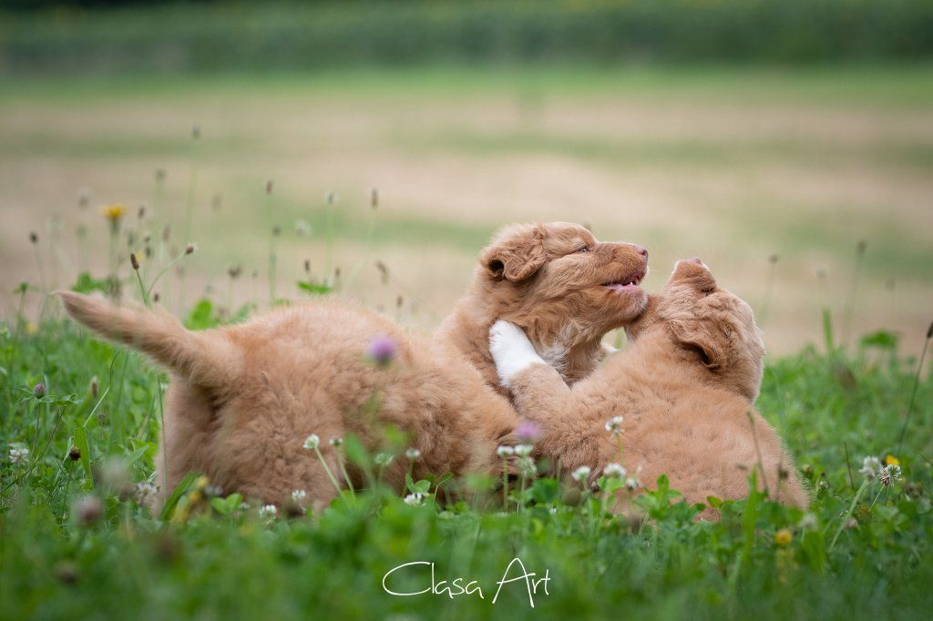 Passion And Fire NSDT Retriever