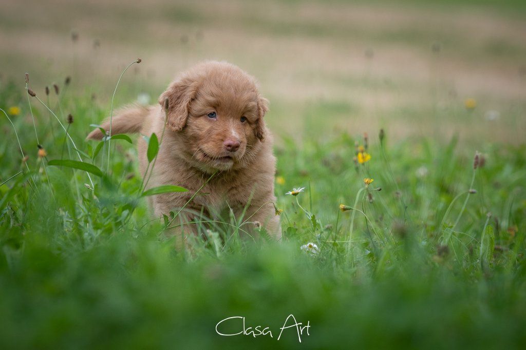 Passion And Fire NSDT Retriever