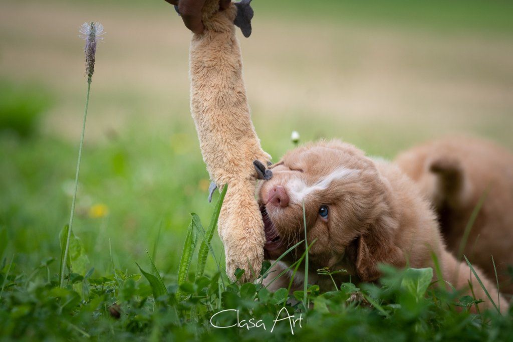 Passion And Fire NSDT Retriever