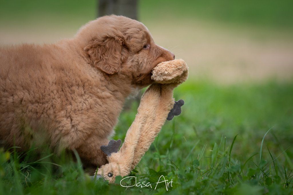 Passion And Fire NSDT Retriever