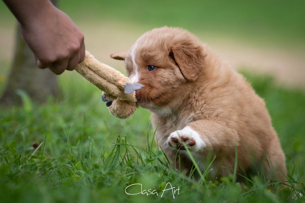 Passion And Fire NSDT Retriever