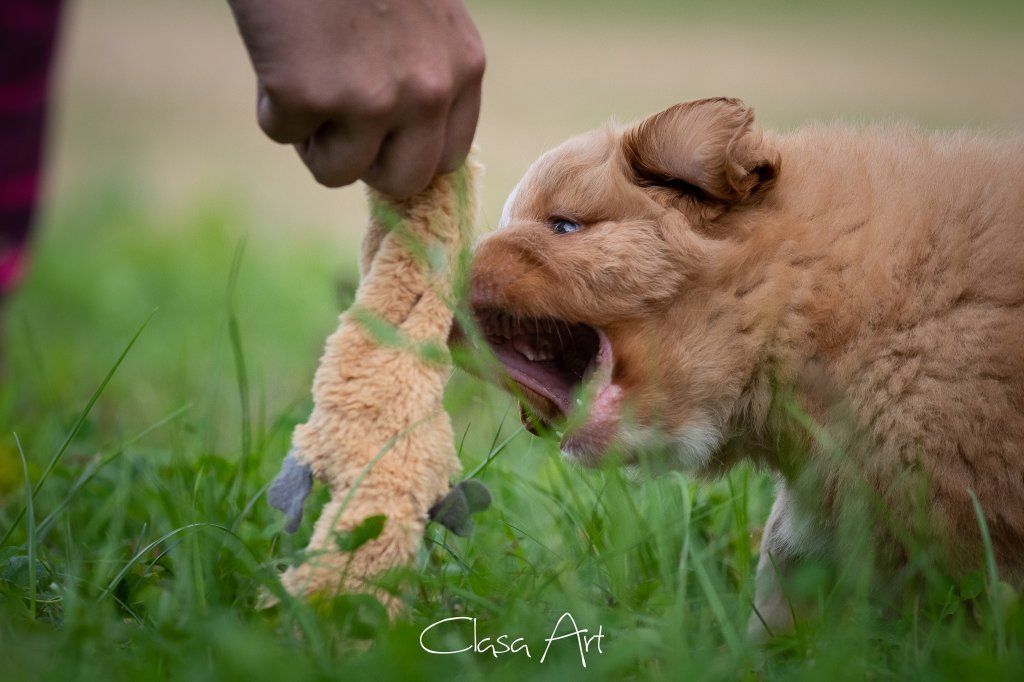 Passion And Fire NSDT Retriever