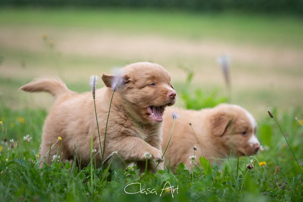 Passion And Fire NSDT Retriever