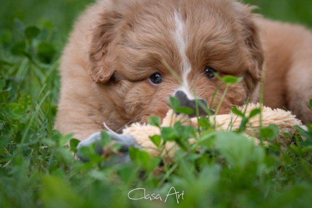 Passion And Fire NSDT Retriever