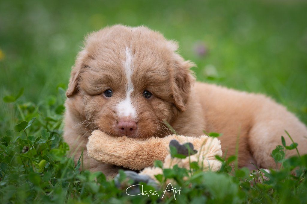 Passion And Fire NSDT Retriever