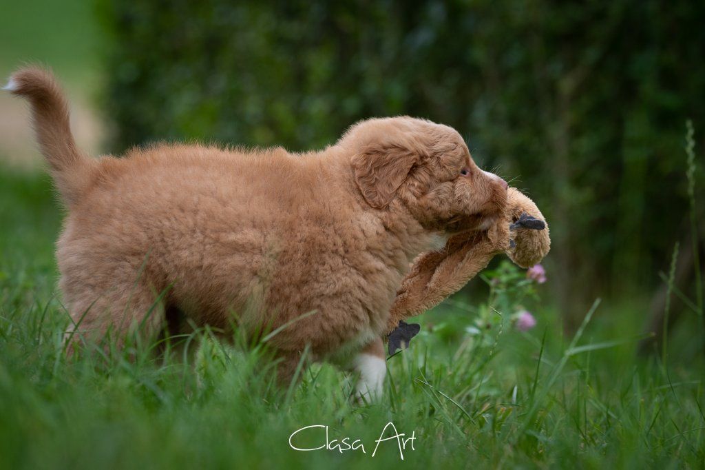 Passion And Fire NSDT Retriever
