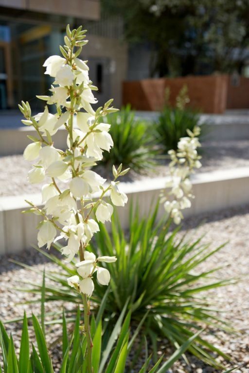 Nahaufnahme einer Pflanze. Foto von der F. Berner Gartenbau A.