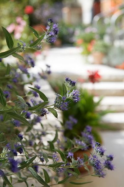 Nahaufnahme einer Pflanze. Foto von der F. Berner Gartenbau A.