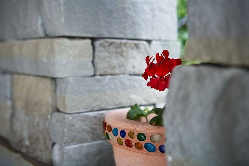 Rote Blume neben einer Steinmauer. Foto von der F. Berner Gartenbau AG.