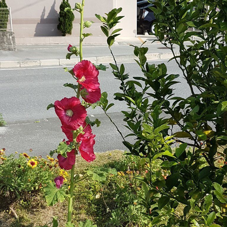 Karate & Kobudo Schule
