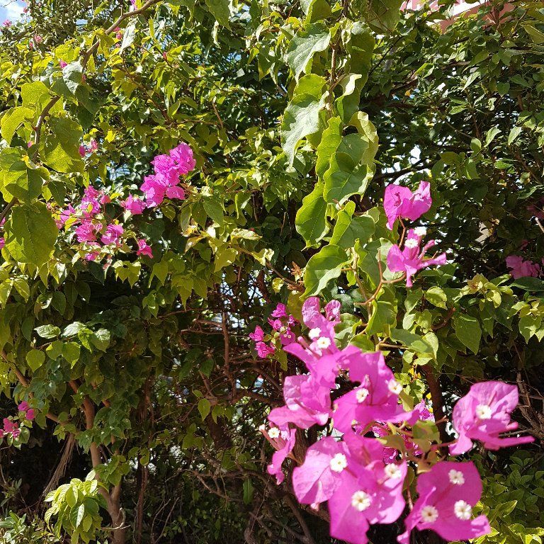 Karate & Kobudo Schule
