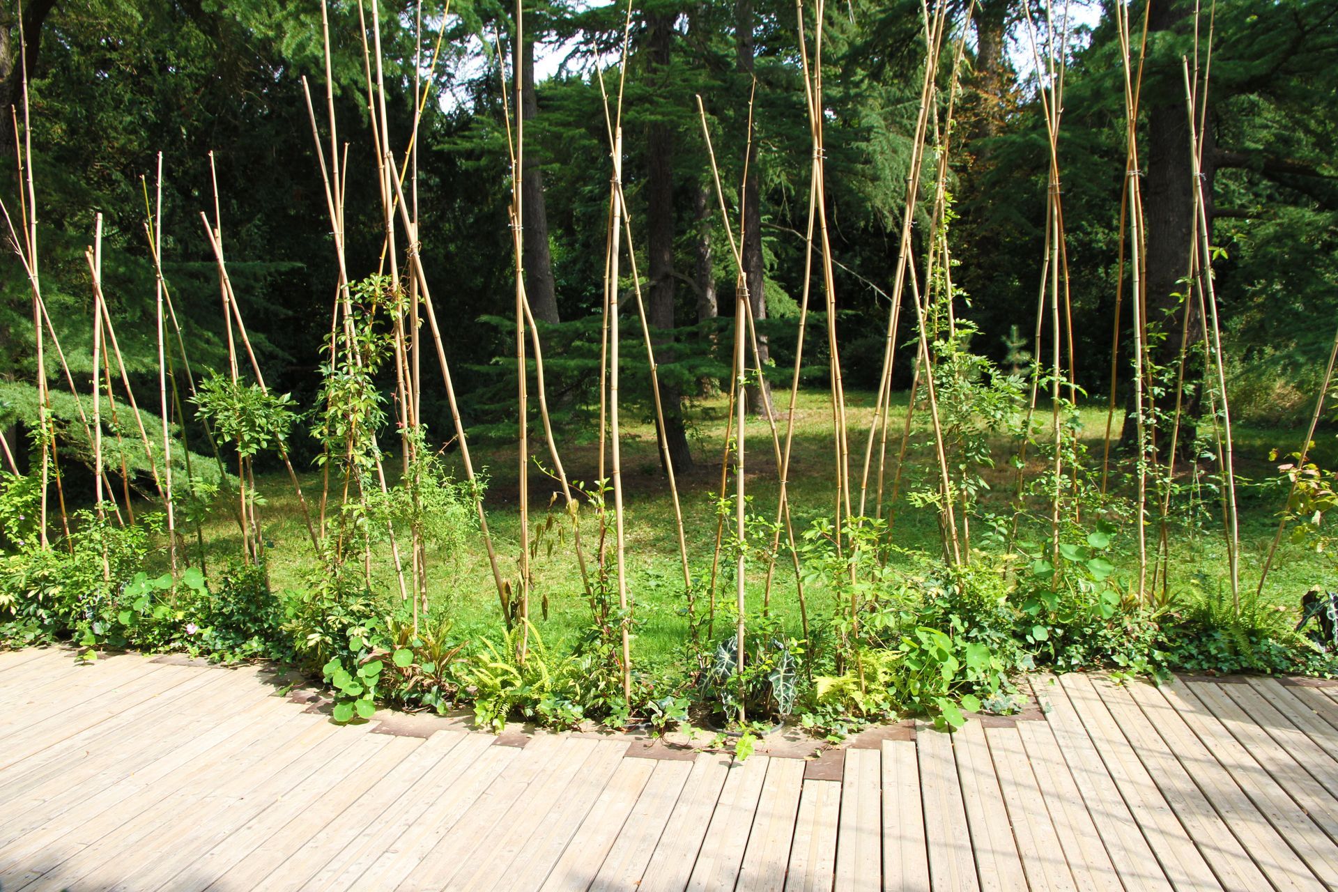Des tuteurs en bois soutiennent des plantes grimpantes dans un jardin, encadré par une terrasse en bois.