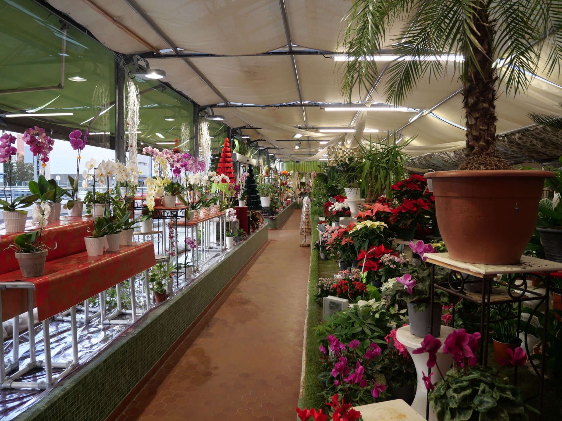Dans une boutique de fleurs, des rangées de plantes et de fleurs sont exposées sur des tables, sous une structure couverte.