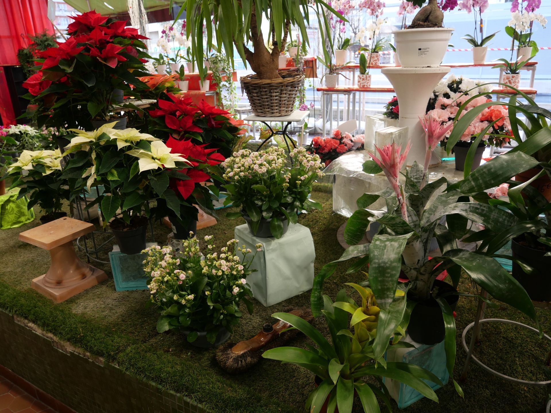 Une vitrine de fleuriste présentant diverses plantes en pot, dont des poinsettias rouges et blancs, sur une surface artificielle verte.