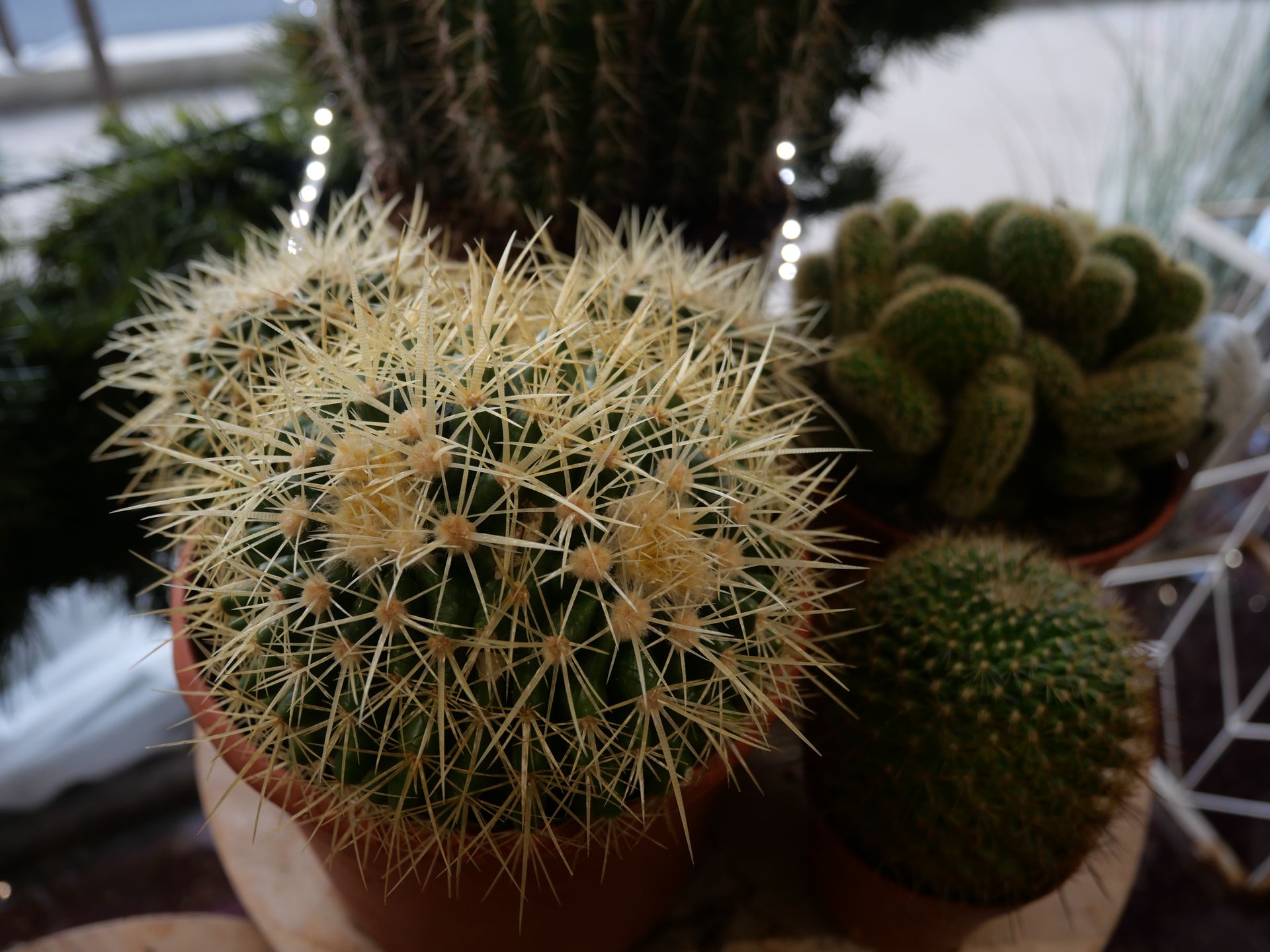 Gros plan sur des cactus en pots de terre cuite. Plantes épineuses jaunes et vertes.