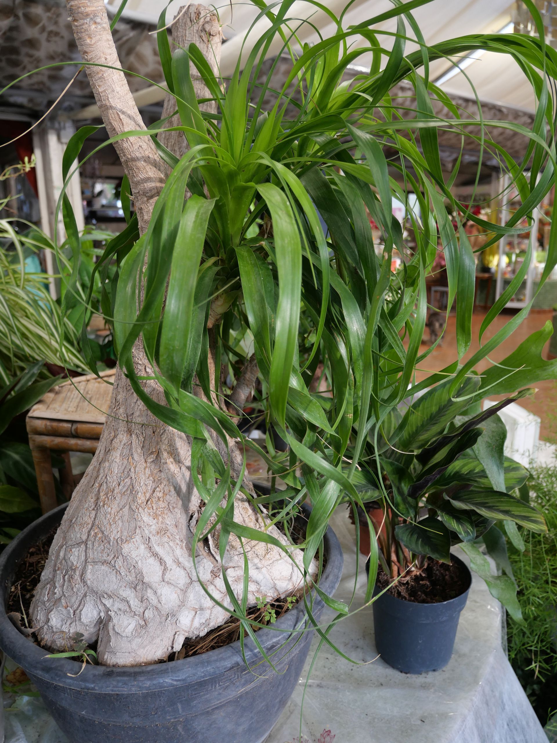 Grand palmier queue de cheval en pot, au tronc épais et aux longues feuilles vertes retombantes.