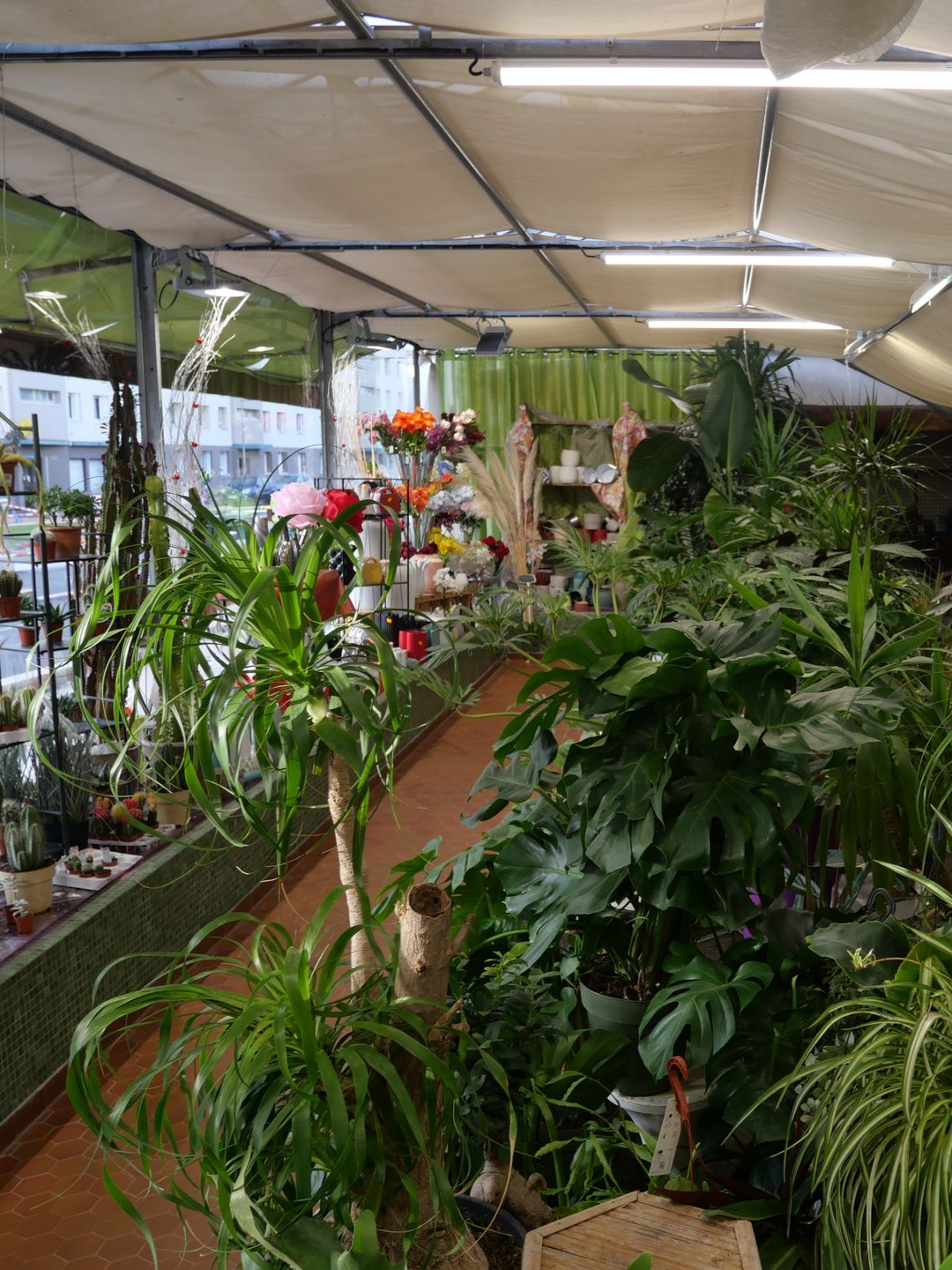Intérieur d'une boutique de fleurs présentant de nombreuses plantes et compositions florales.
