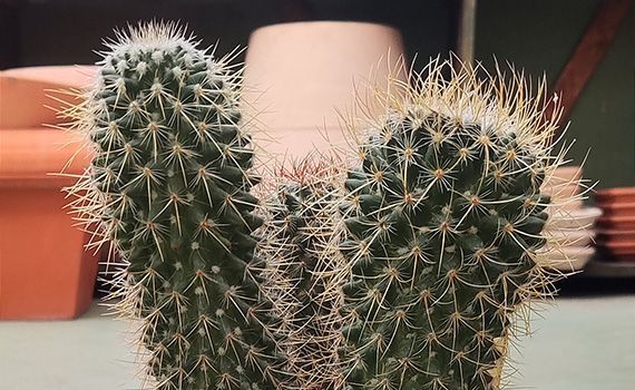 Cactus vert épineux aux piquants acérés, beige et vert, devant un fond flou avec des pots en terre cuite.