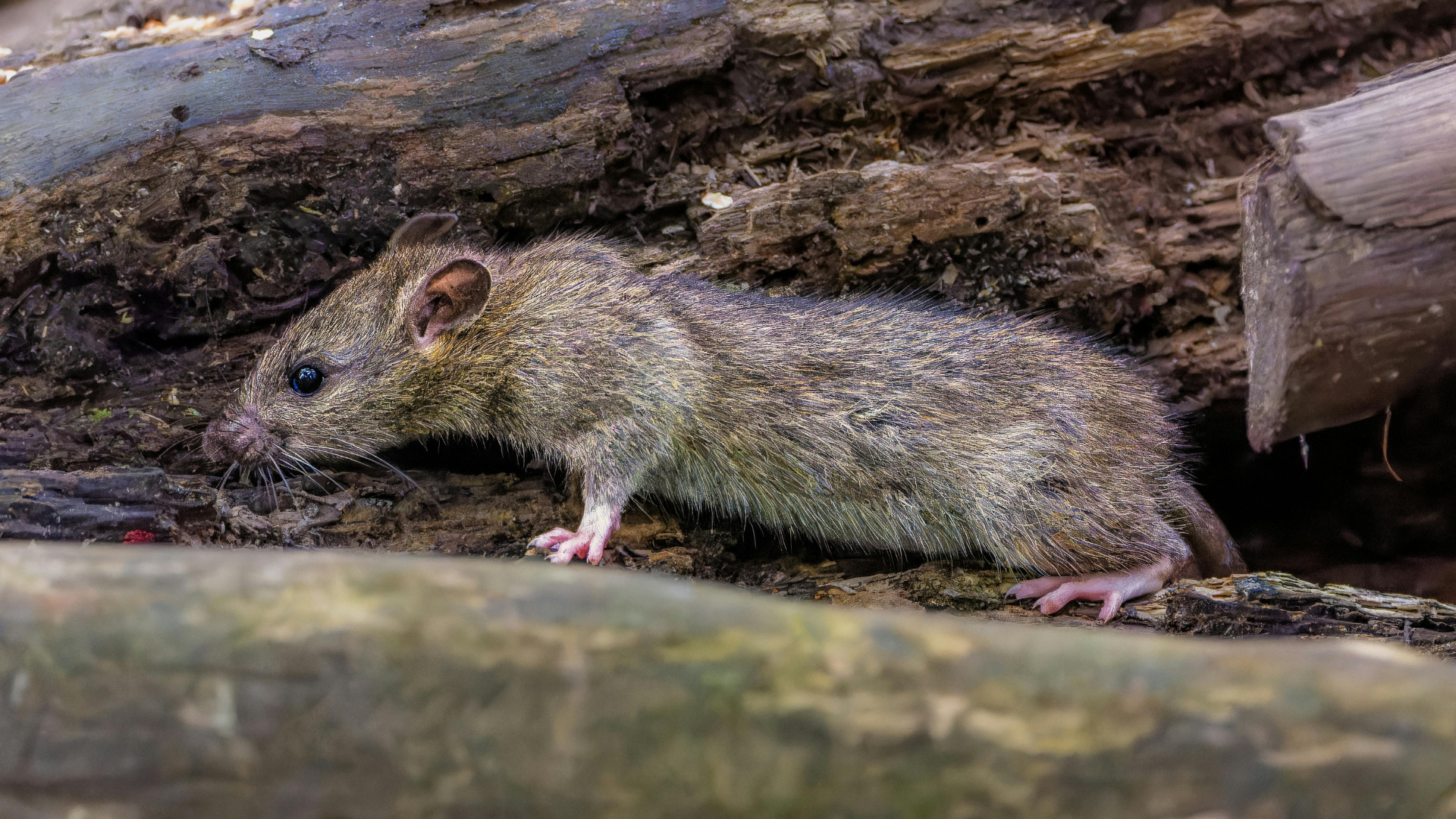 Rat brun aux petites pattes roses, assis sur du bois pourri.
