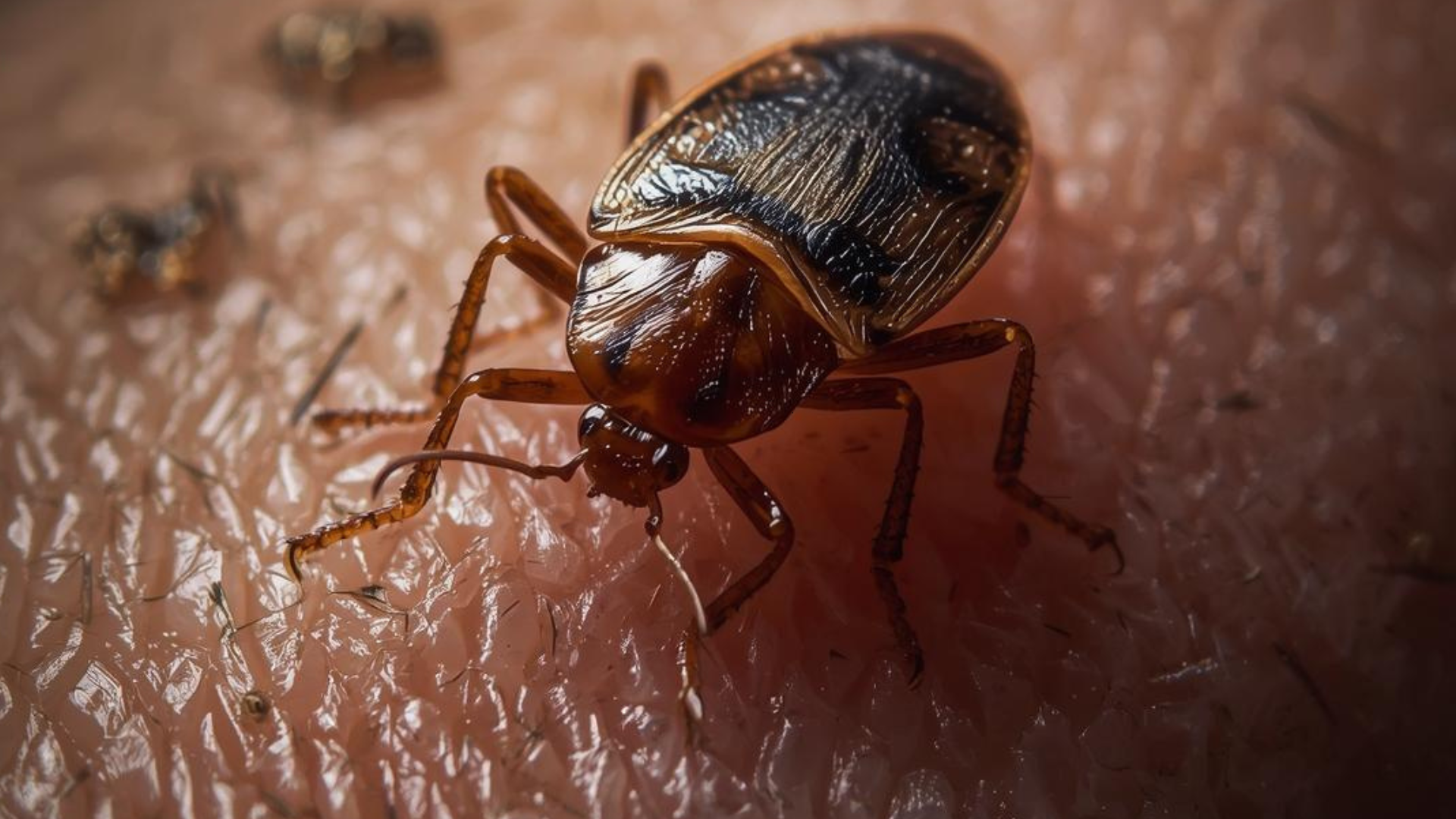 Punaise de lit sur la peau humaine. Insecte brun aux ailes translucides et à six pattes.