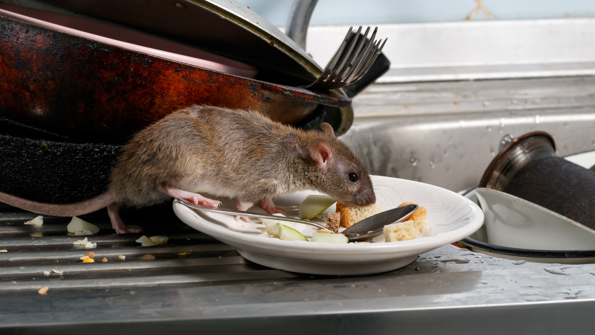 Un rat mange dans une assiette sale, dans un évier de cuisine en désordre.