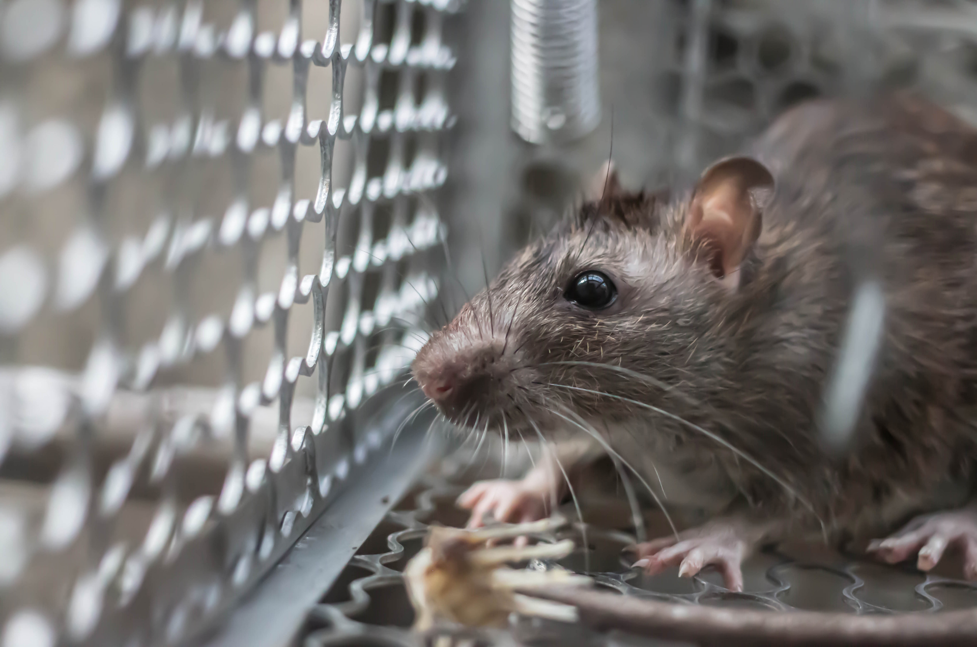 Rat pris au piège dans une cage métallique, regardant sur le côté.