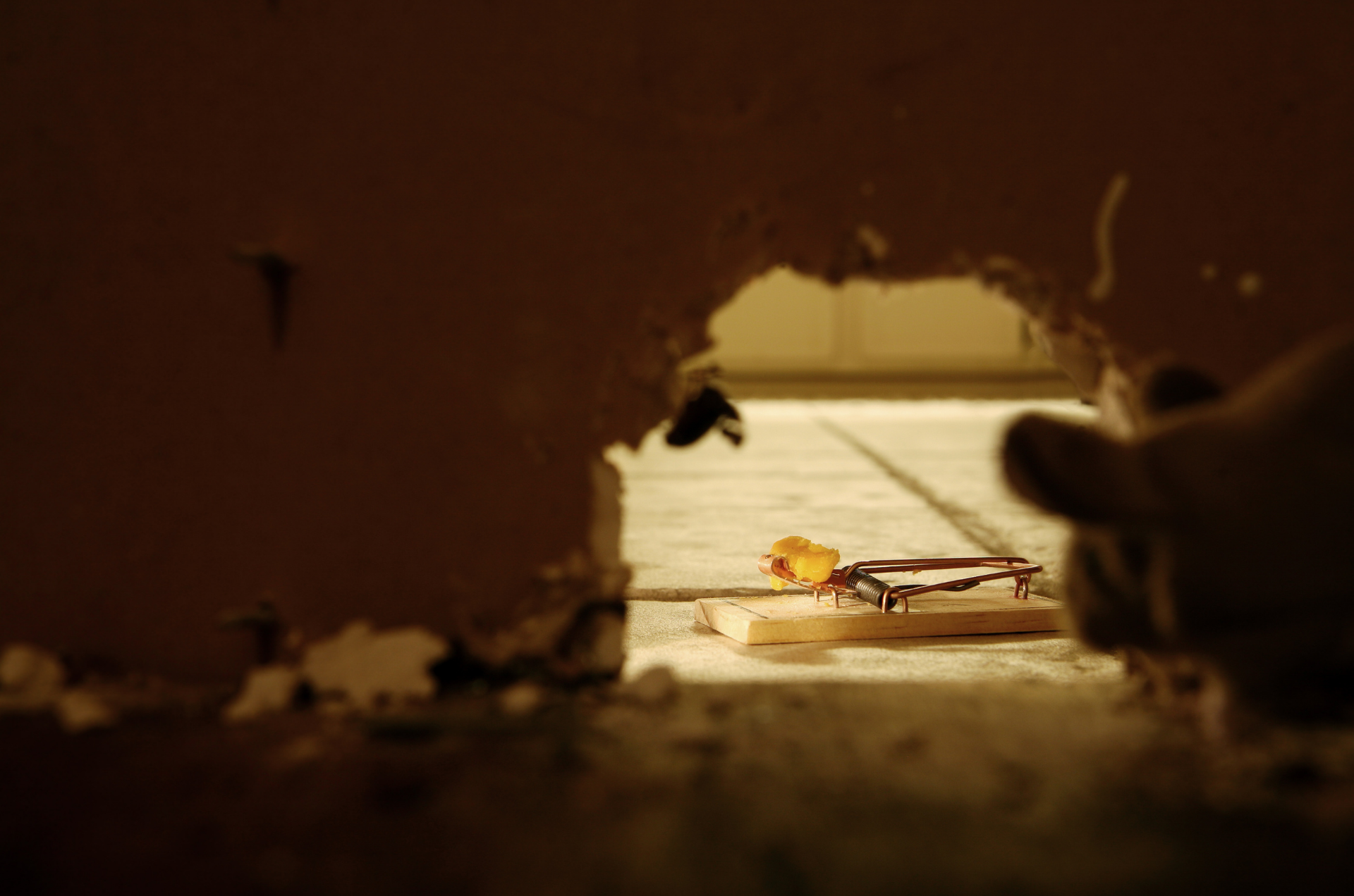 Un piège à souris placé près d'un trou dans un mur, appâté avec de la nourriture.